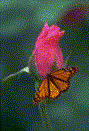 Butterfly on a Rose